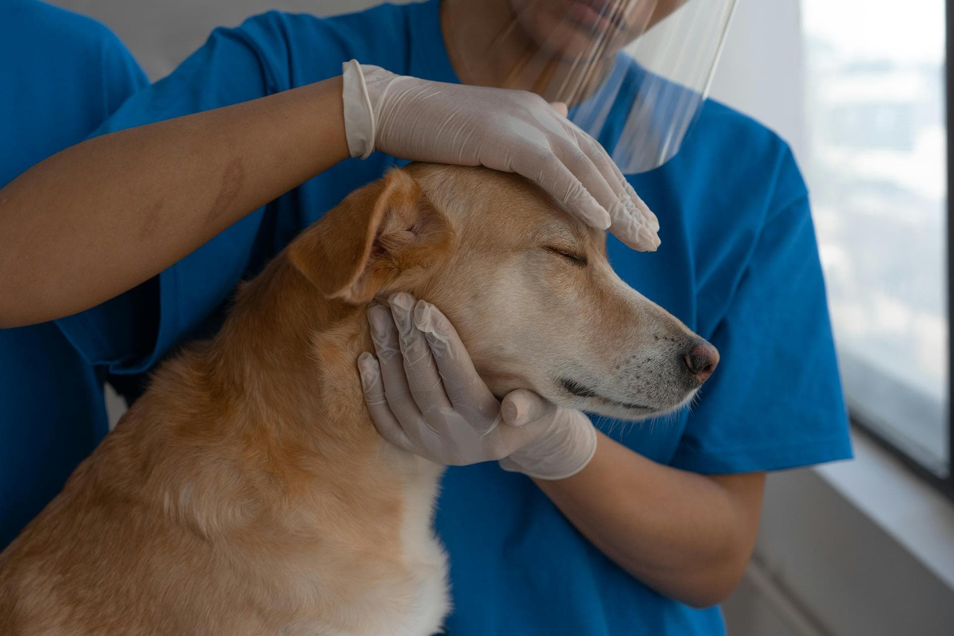 Specialist Vets in Tulsa