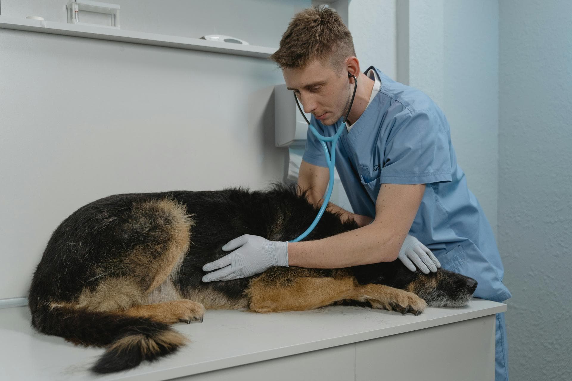 Dog & Cat Vets in Tulsa